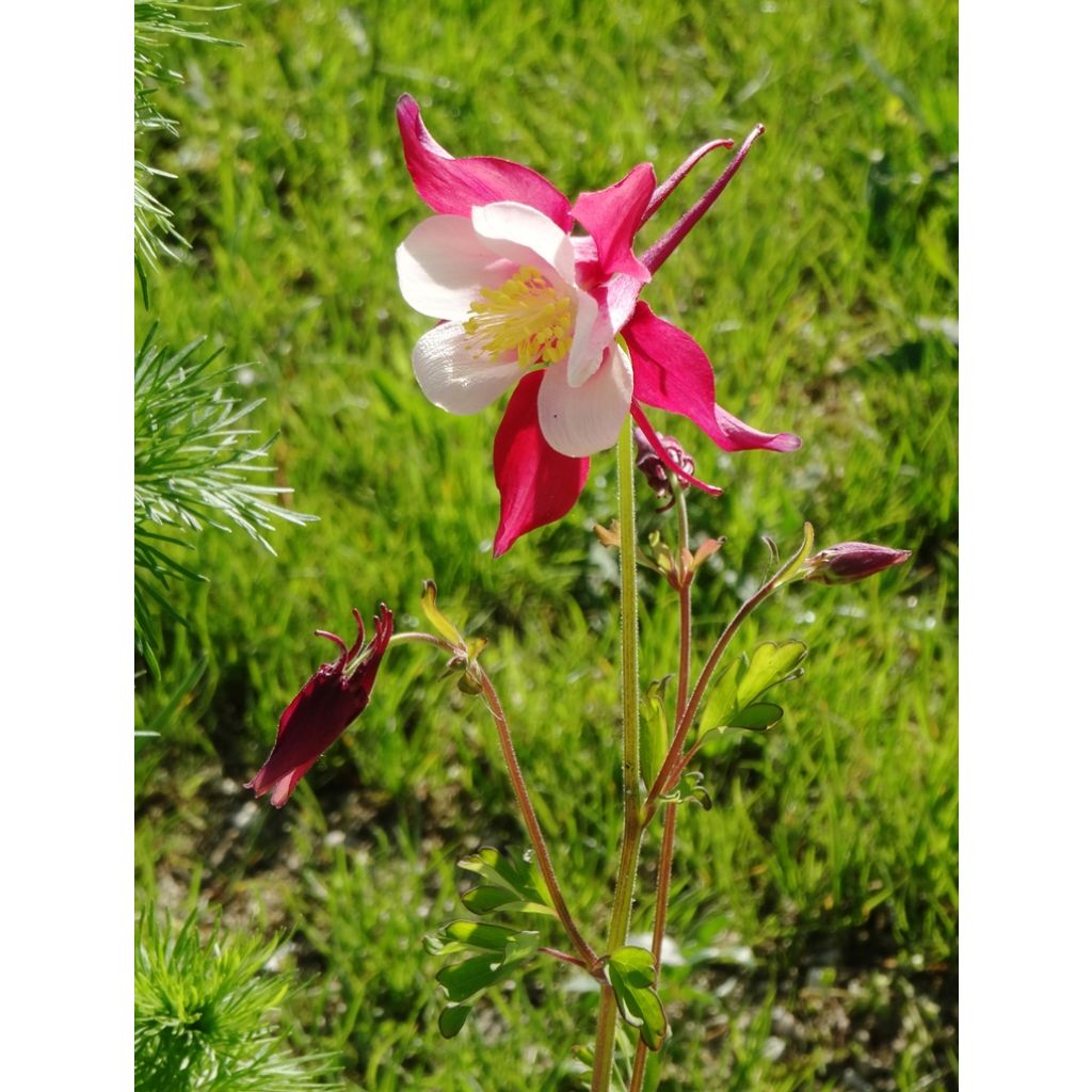 Graines d'Ancolie hybride Mac Kana - Aquilegia x cultorum