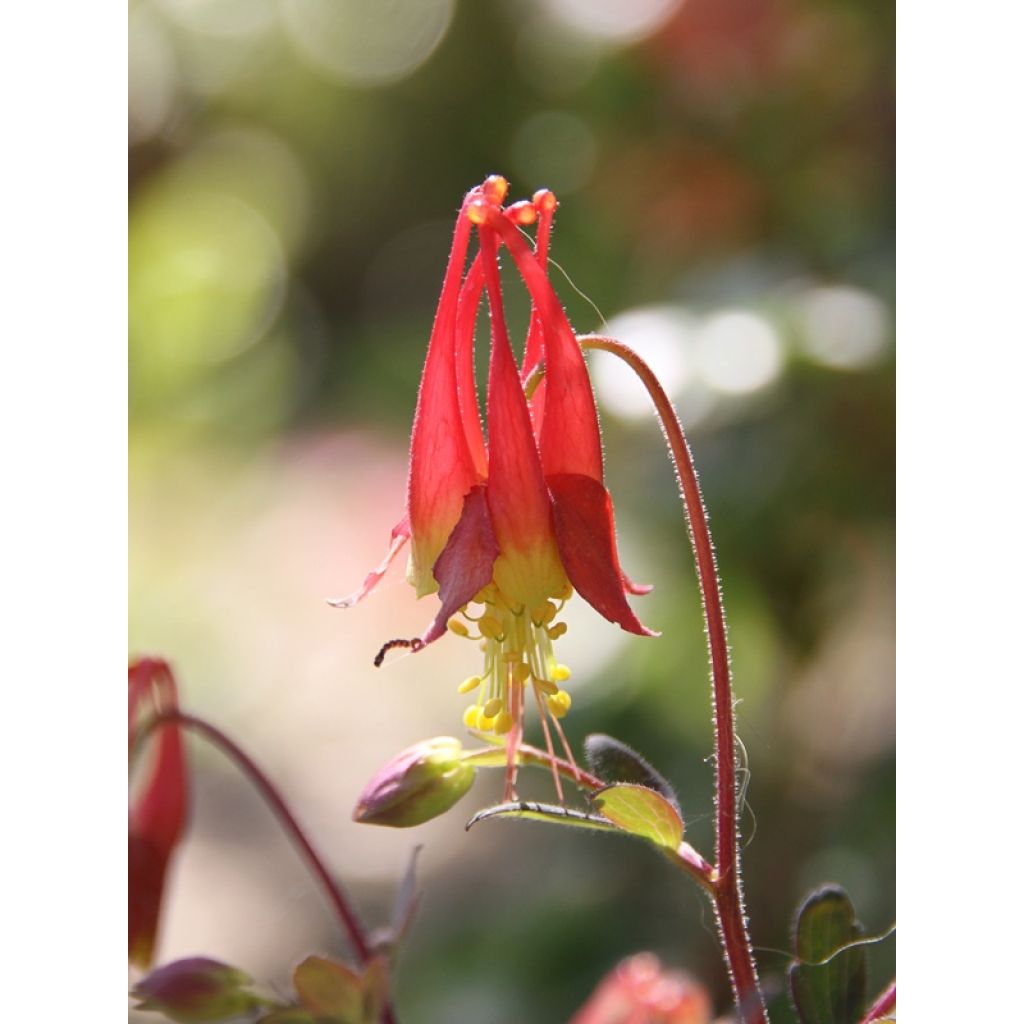 Ancolie du Canada, Aquilegia canadensis Little Lanterns
