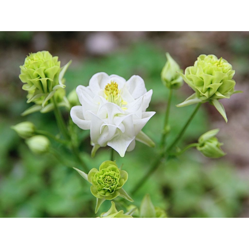 Ancolie Winky White and White - Aquilegia vulgaris