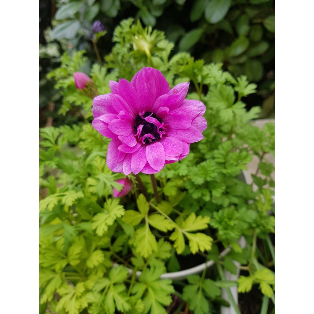 Anemone coronaria double Admiral - Anémone de Caen