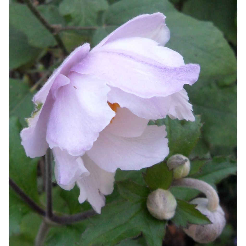 16-08-16 (plantée Mars2016)