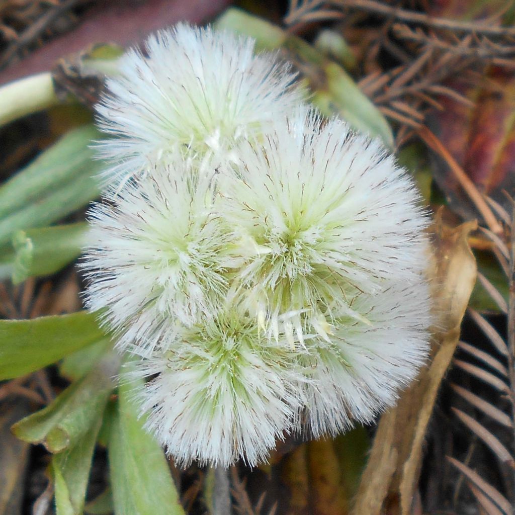 Antennaria plantaginifolia - Antennaire à feuilles de plantain