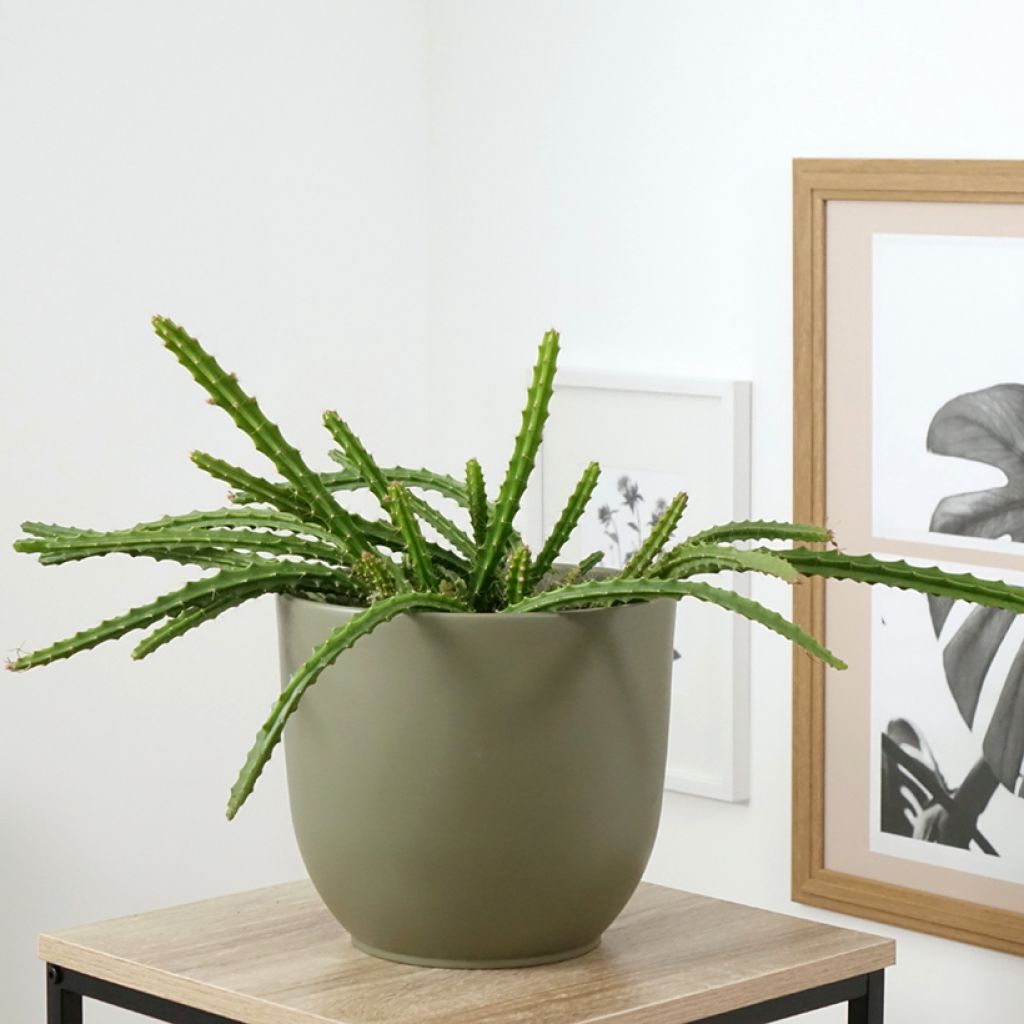 Aporophyllum malisonii - Cactus Queue de Rat