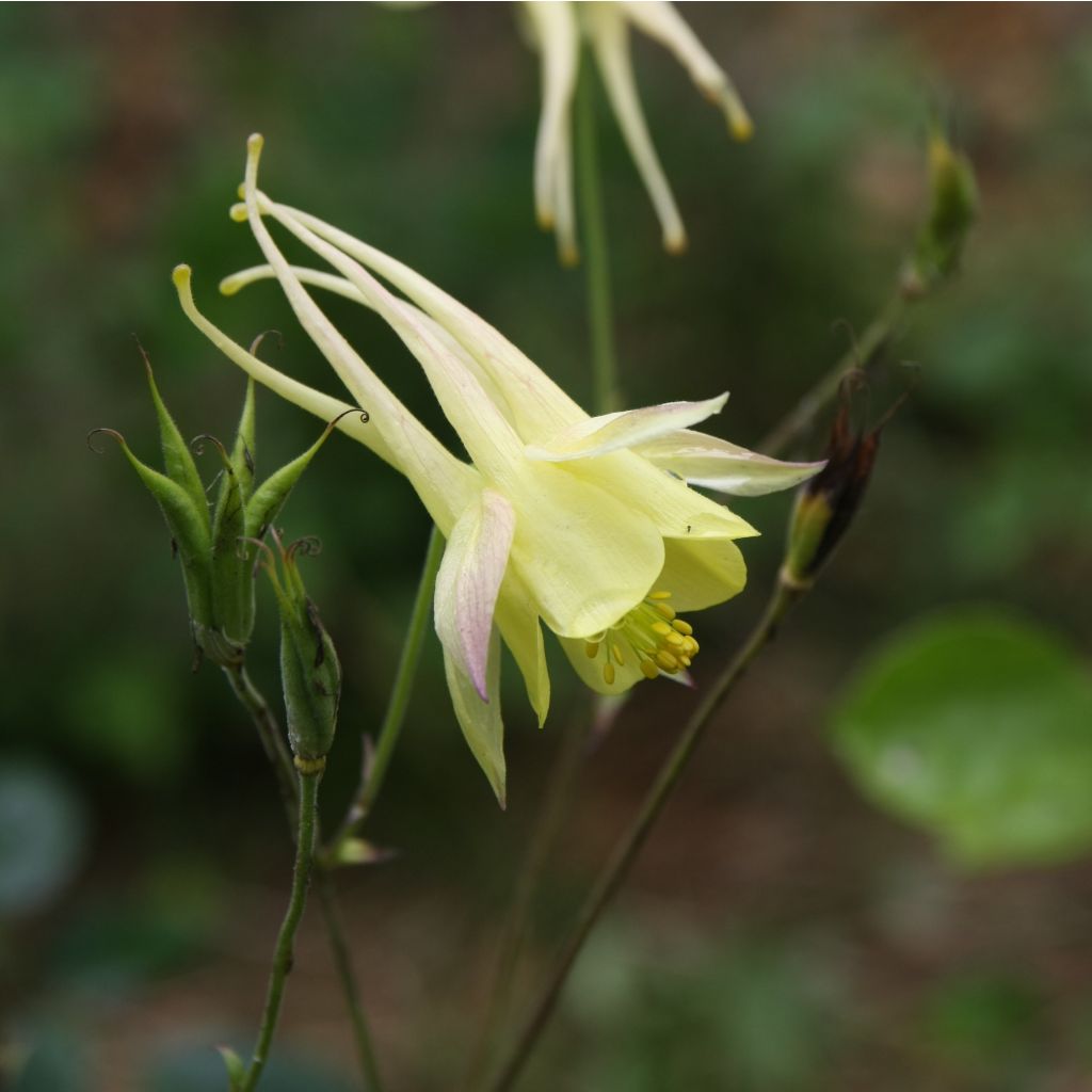 Ancolie jaune - Aquilegia chrysantha Yellow Queen