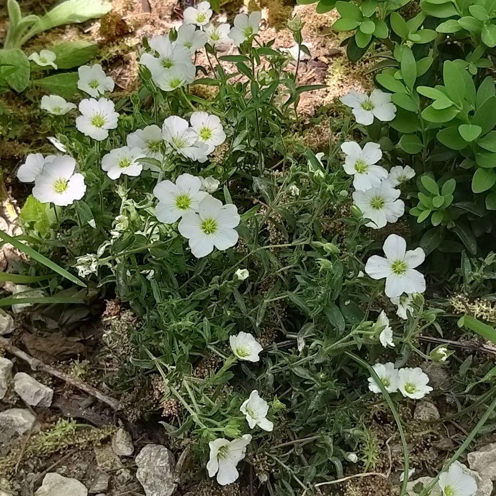 Arenaria montana - Sabline des Montagnes