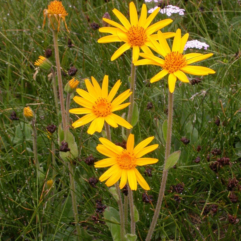 Arnica montana BIO - Plantain des Alpes