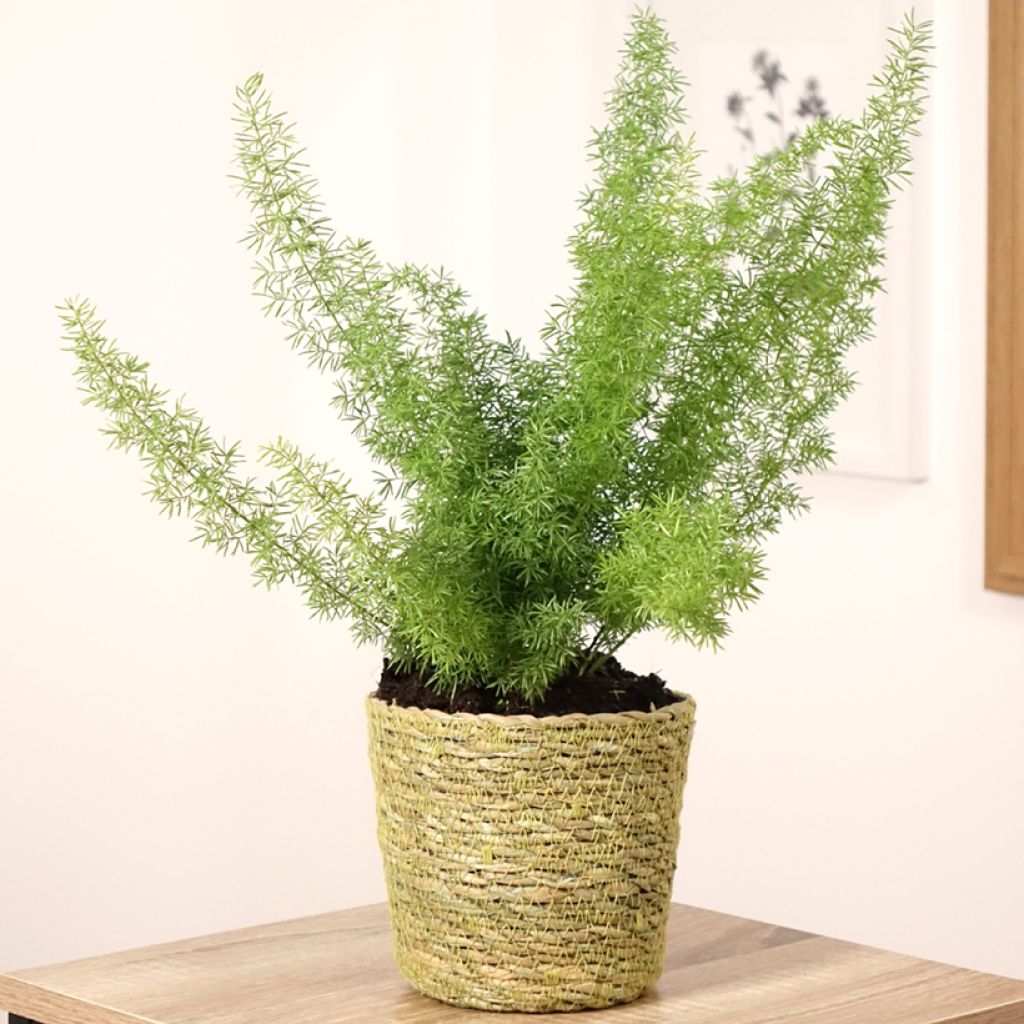 Asparagus densiflorus meyeri - Asparagus queues de chats