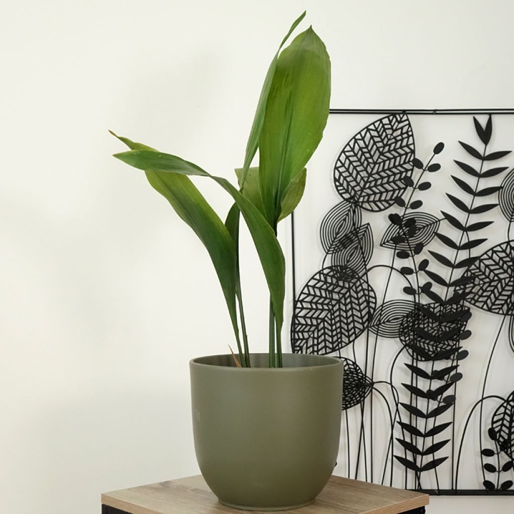 Aspidistra elatior - Aspidistre élevée