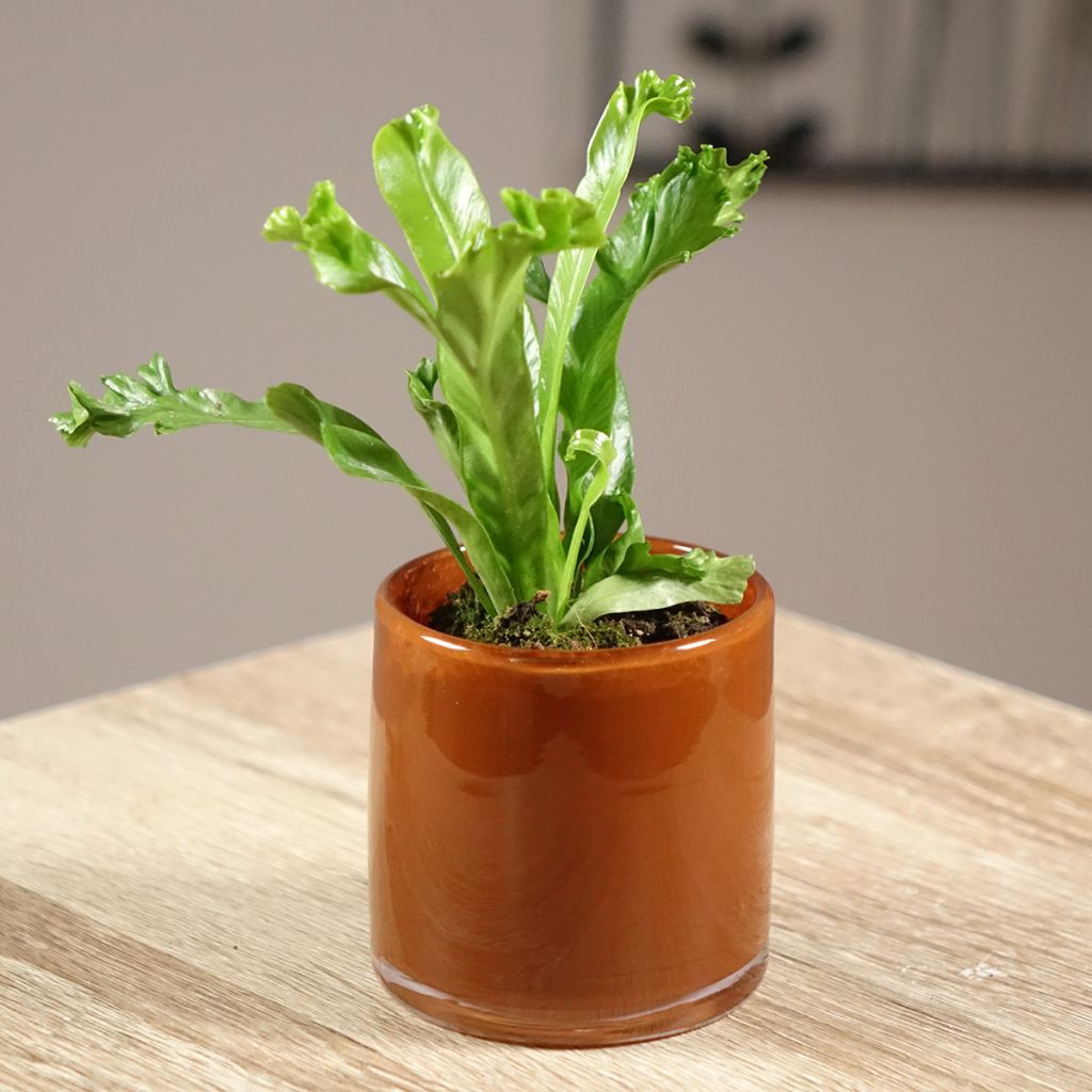 Asplenium antiquum Leslie - Fougère antique