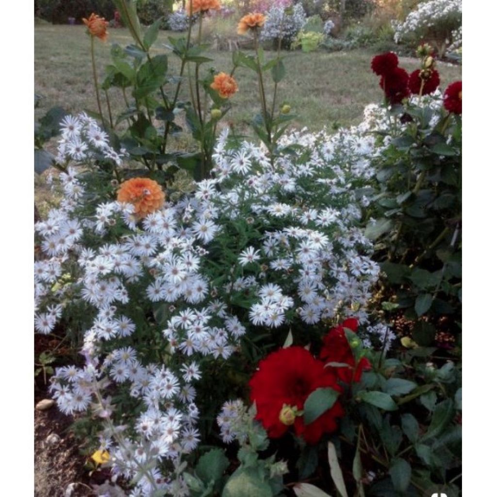 Aster dumosus Kristina