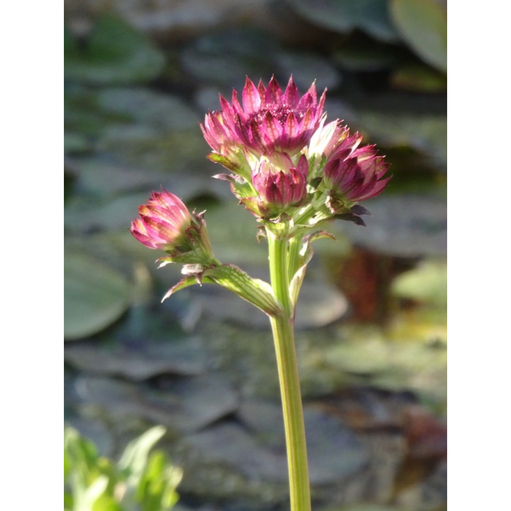 Astrance - Astrantia major Roma