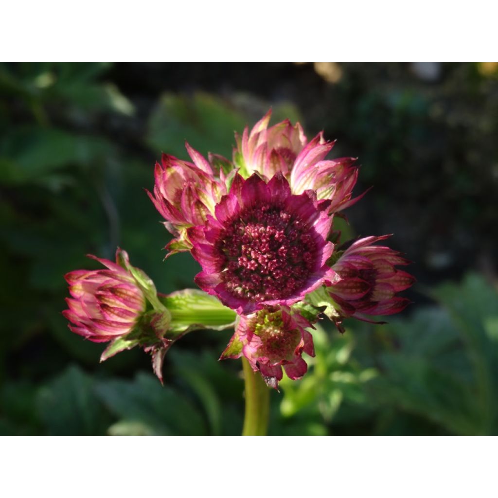 Astrance - Astrantia major Roma