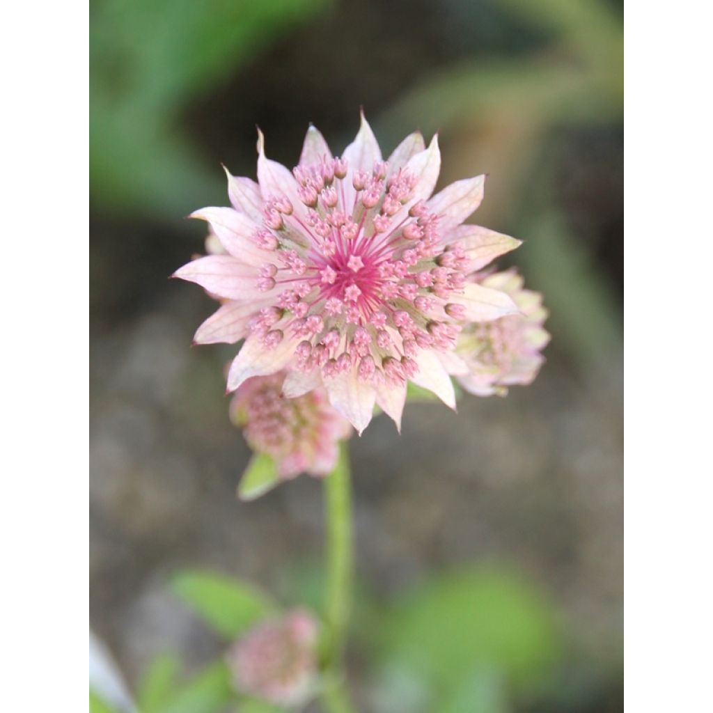 Astrance - Astrantia major Rosea