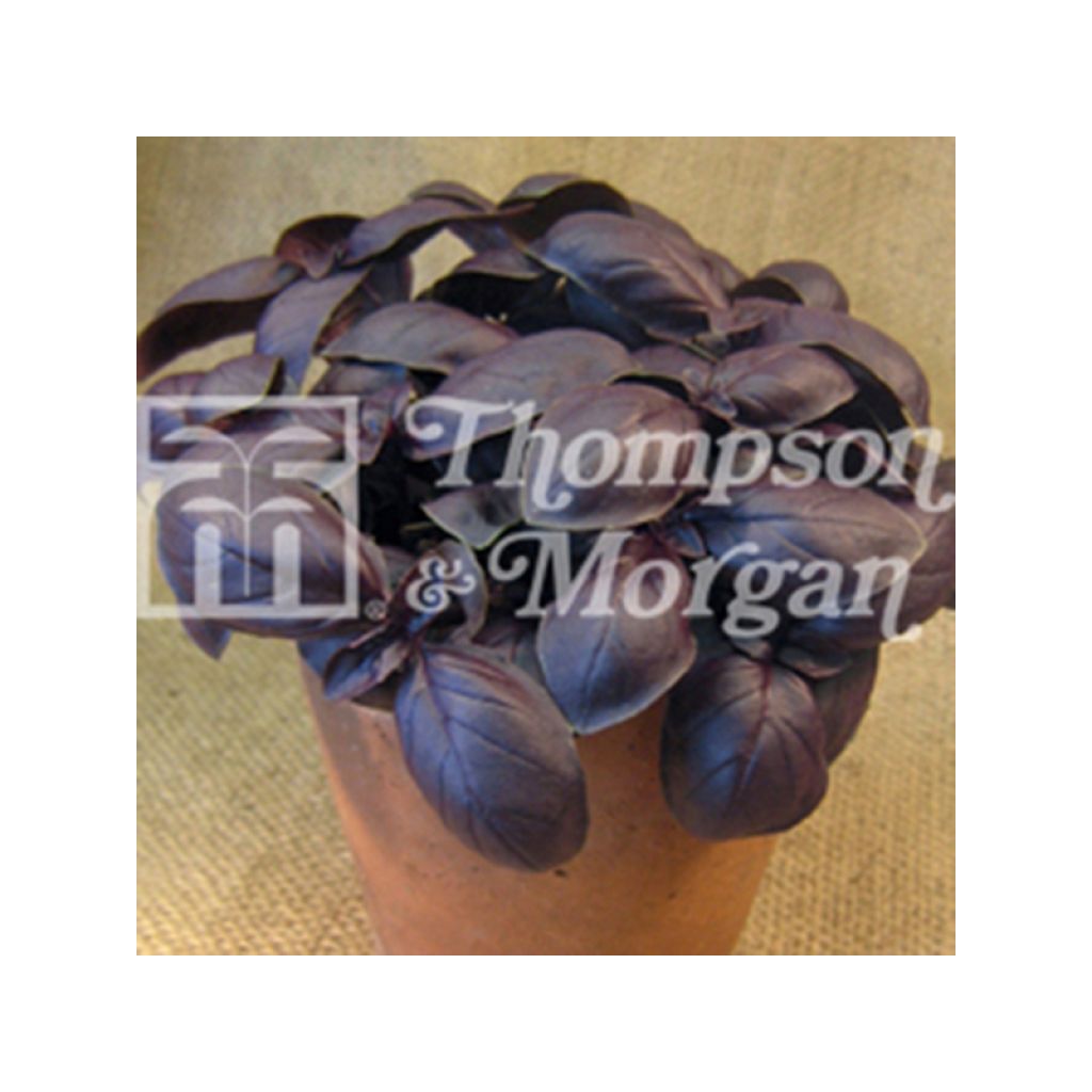 Basilic Crimson King - Ocimum basilicum