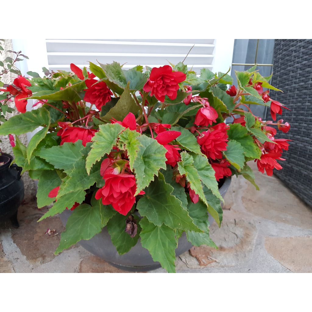 Bégonia retombant Illumination Ecarlate