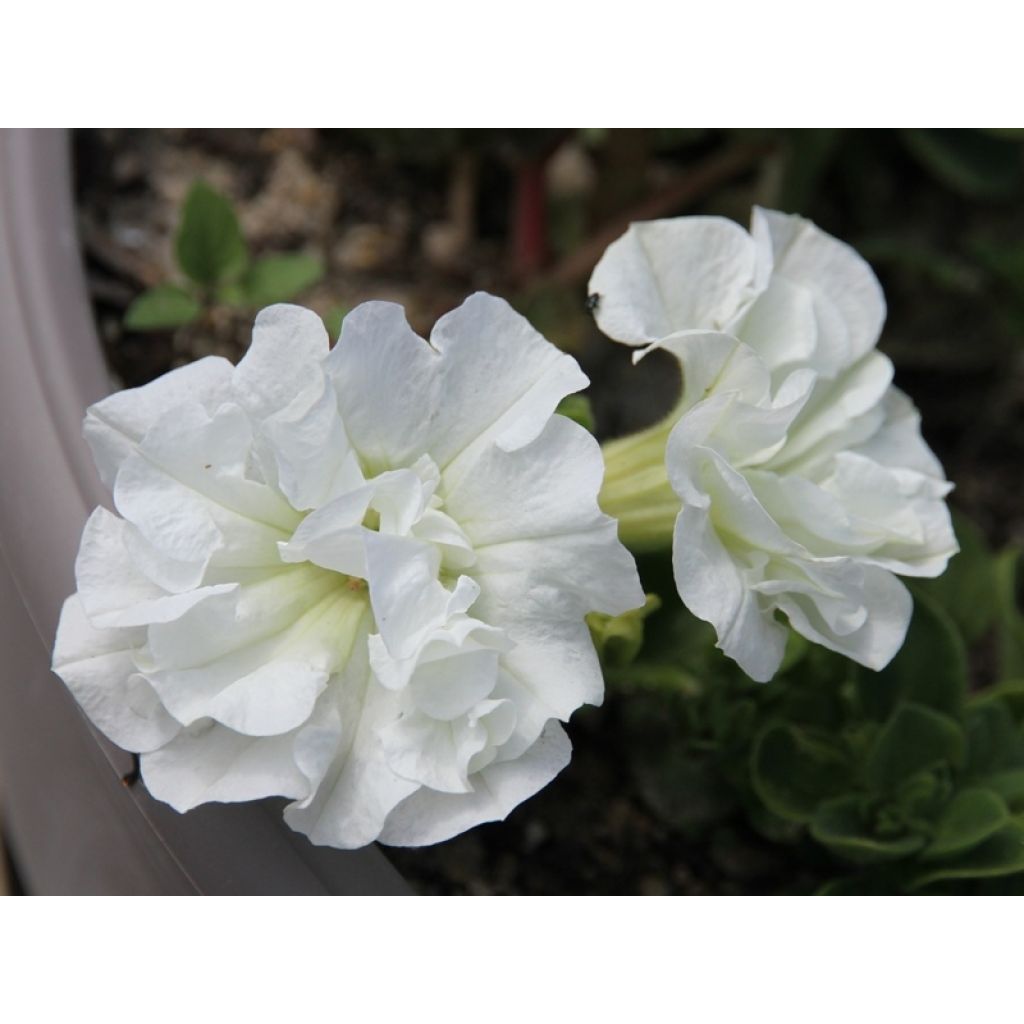 Pétunia Tumbelina Diana double blanc