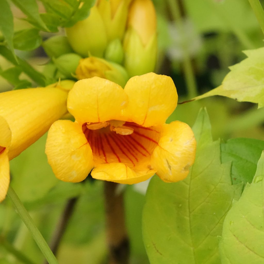 Bignone Golden Trumpet - Campsis x tagliabuana