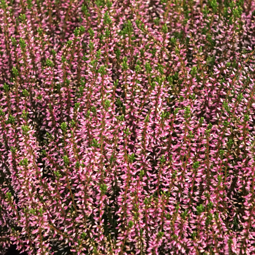 Bruyère d'été - Calluna Garden Girls Pink Angie