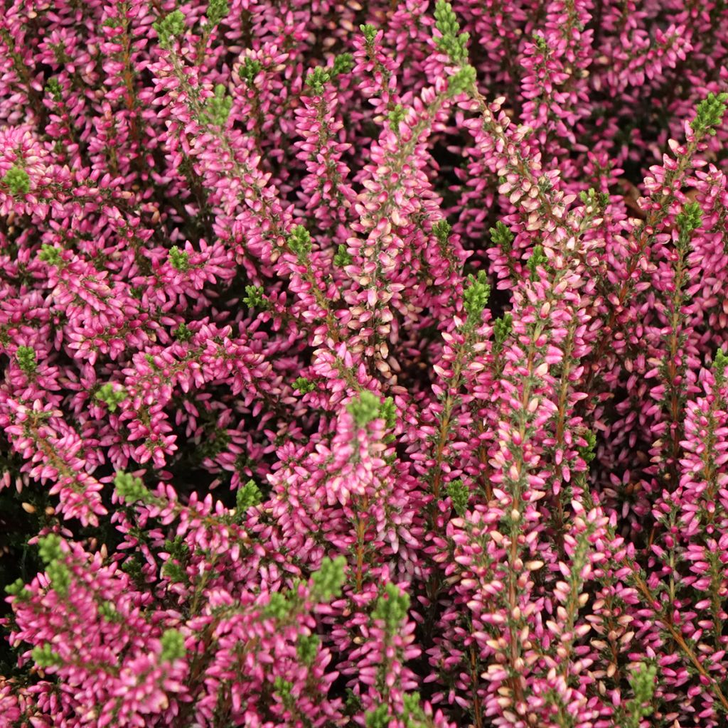 Bruyère d'été - Calluna Garden Girls Rosita