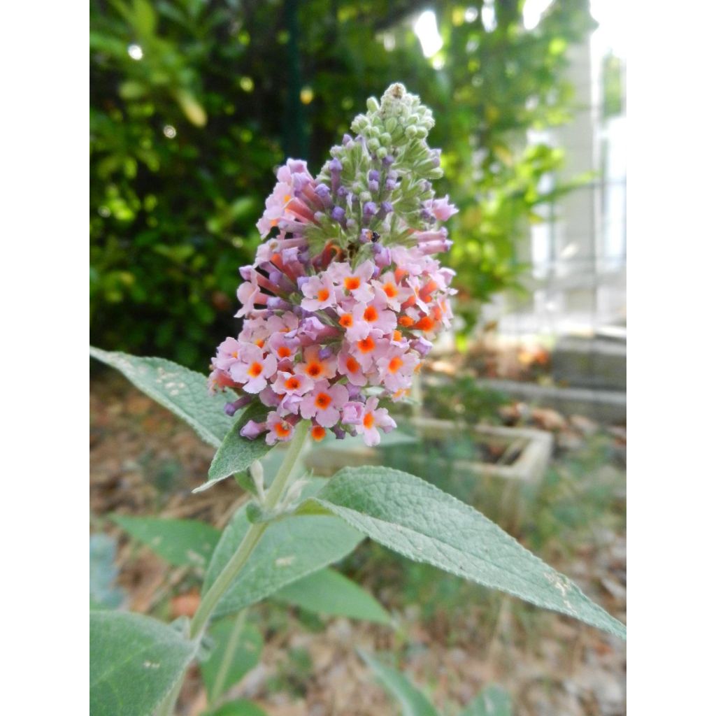 Buddleia Flower Power (Bicolor) - Arbre aux papillons