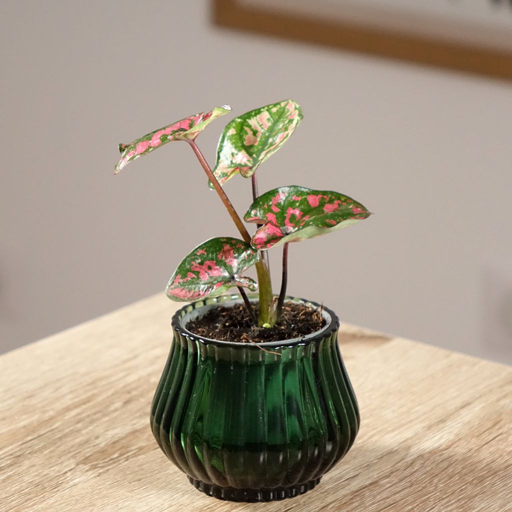 Caladium Purple Light