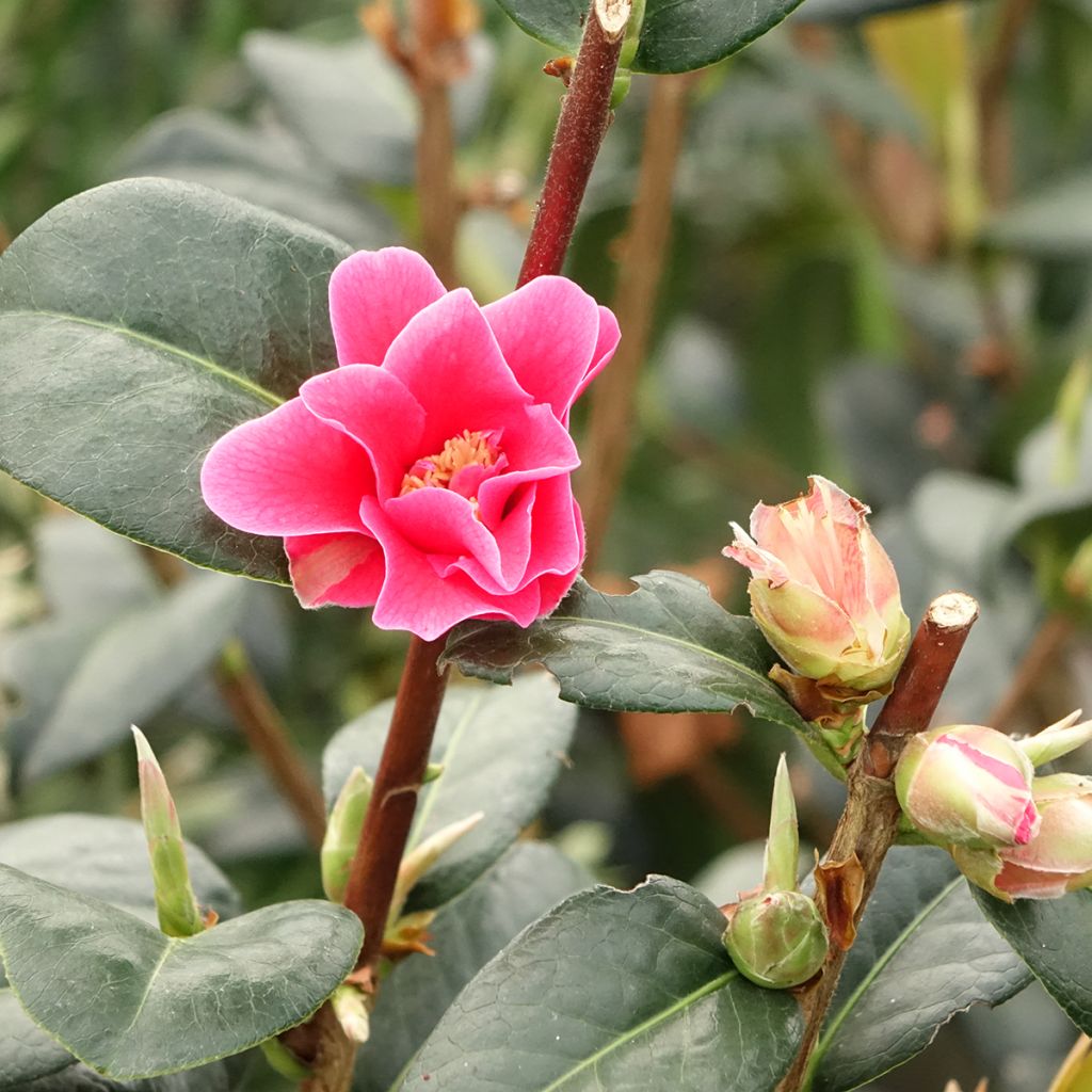 Camélia réticulé Illumination - Camellia reticulata
