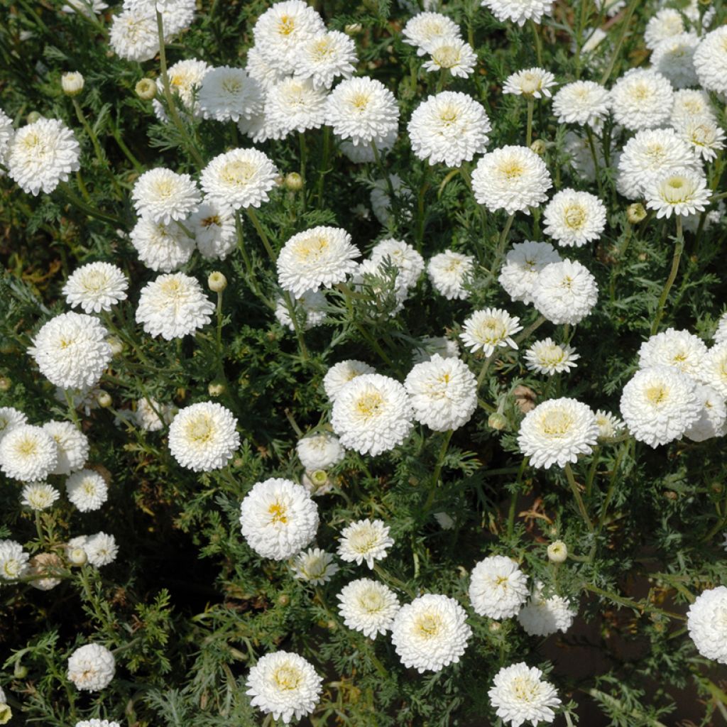 Camomille Romaine - Chamaemelum nobile Ligulosum