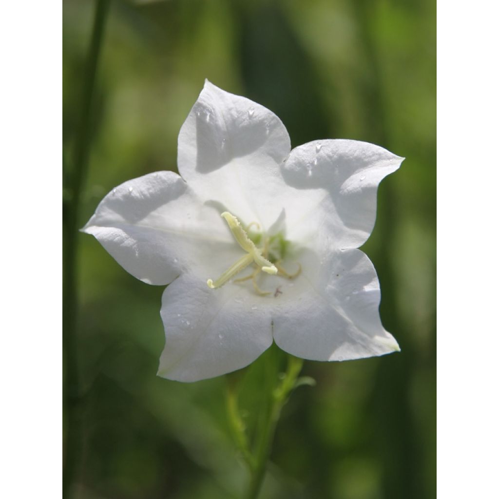 Campanule à feuilles de pêcher - Campanula persicifolia Alba