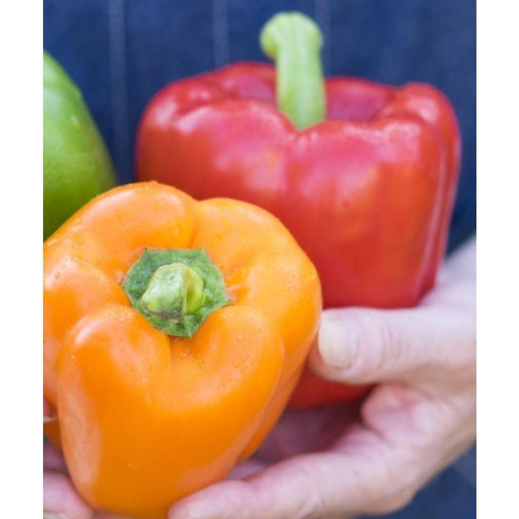 Collection duo de 2 poivrons rouge et jaune en plants GREFFES