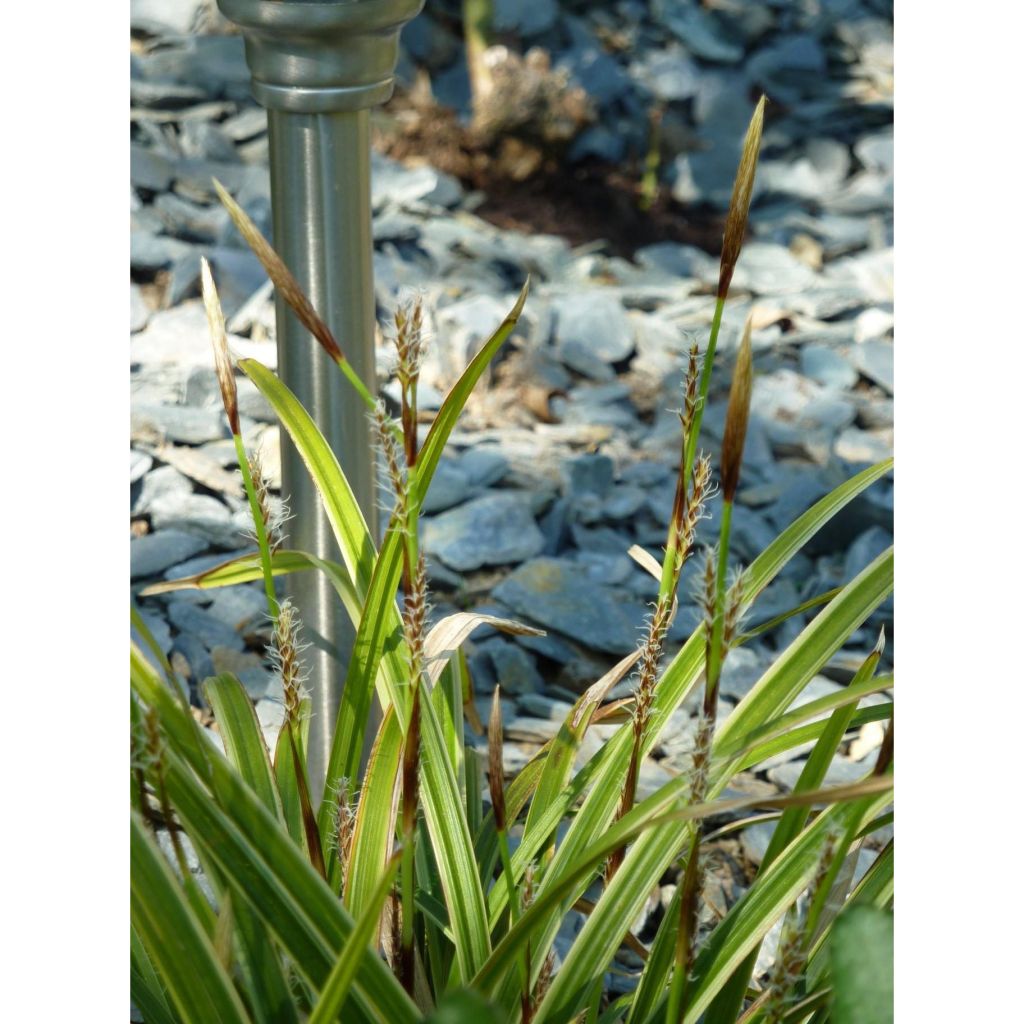 Carex morrowii Ice Dance - Laîche du Japon