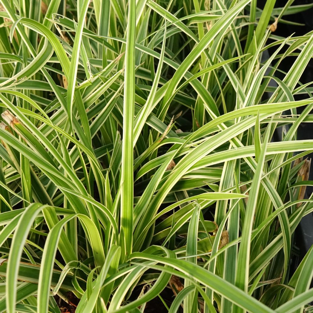Carex muskingumensis Variegata - Laîche palmée