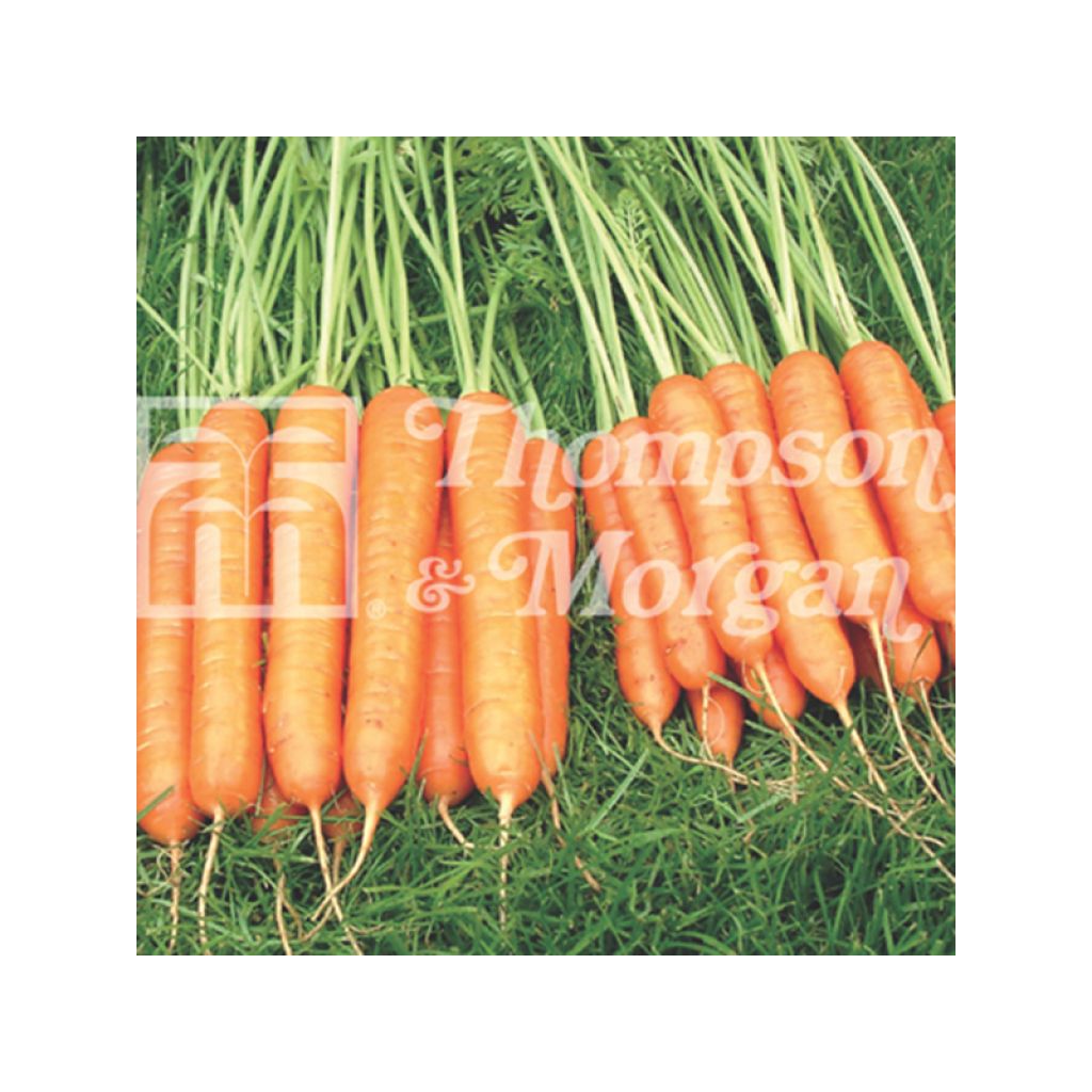 Carotte Sweet Candle F1 - Daucus carota 