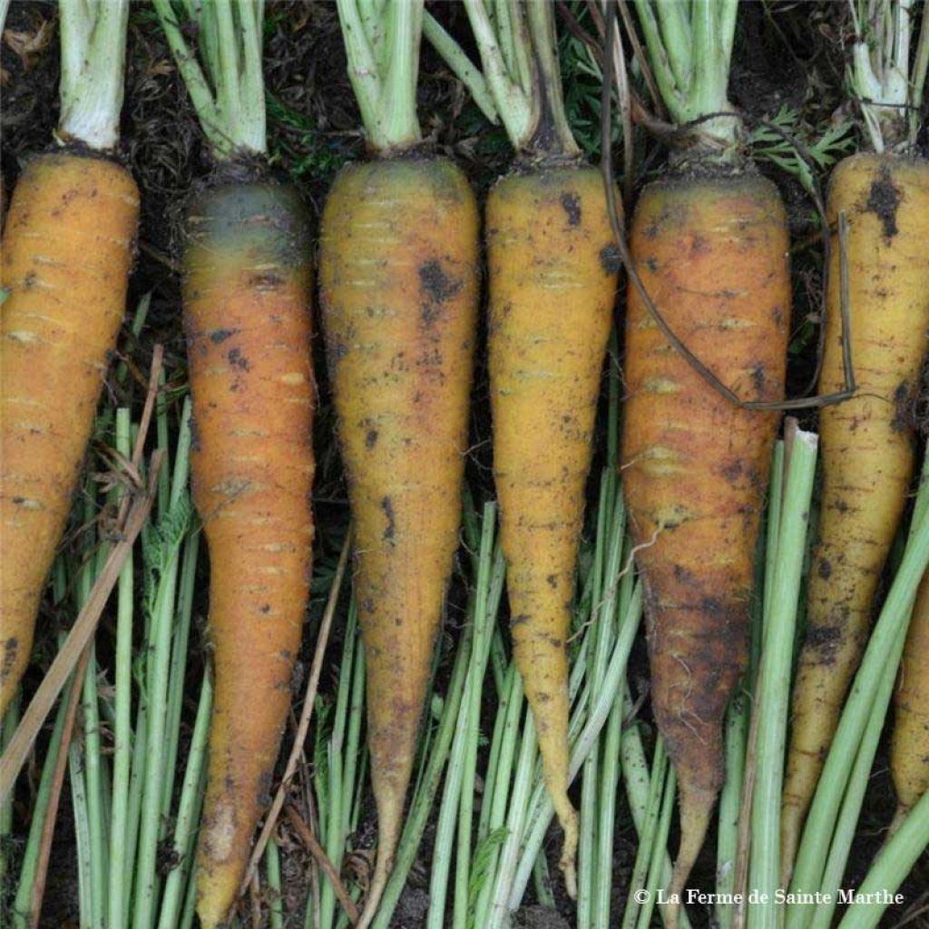 Carotte Yellowstone NT - Ferme de Sainte Marthe