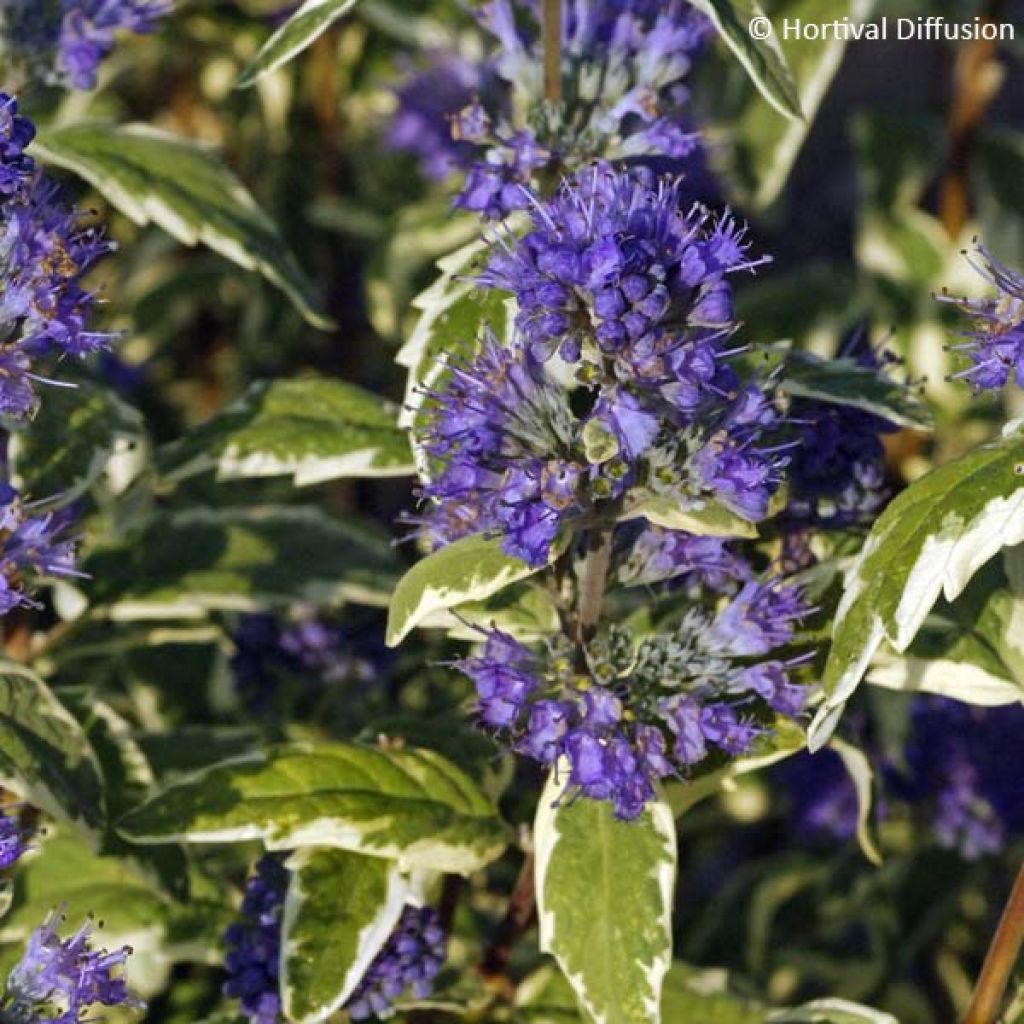 Caryopteris White Surprise - Spirée bleue, Barbe-bleue