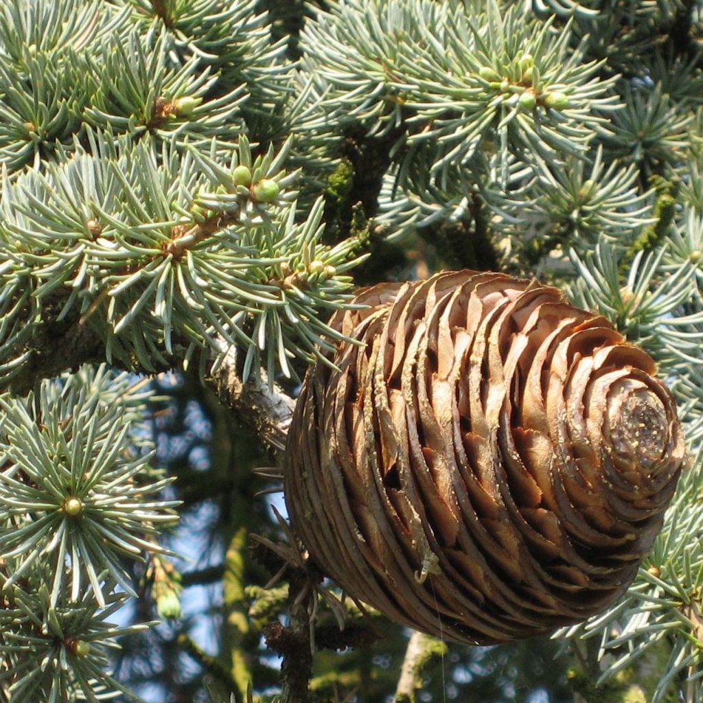 Cèdre bleu de l'Atlas - Cedrus libani atlantica Glauca Pendula