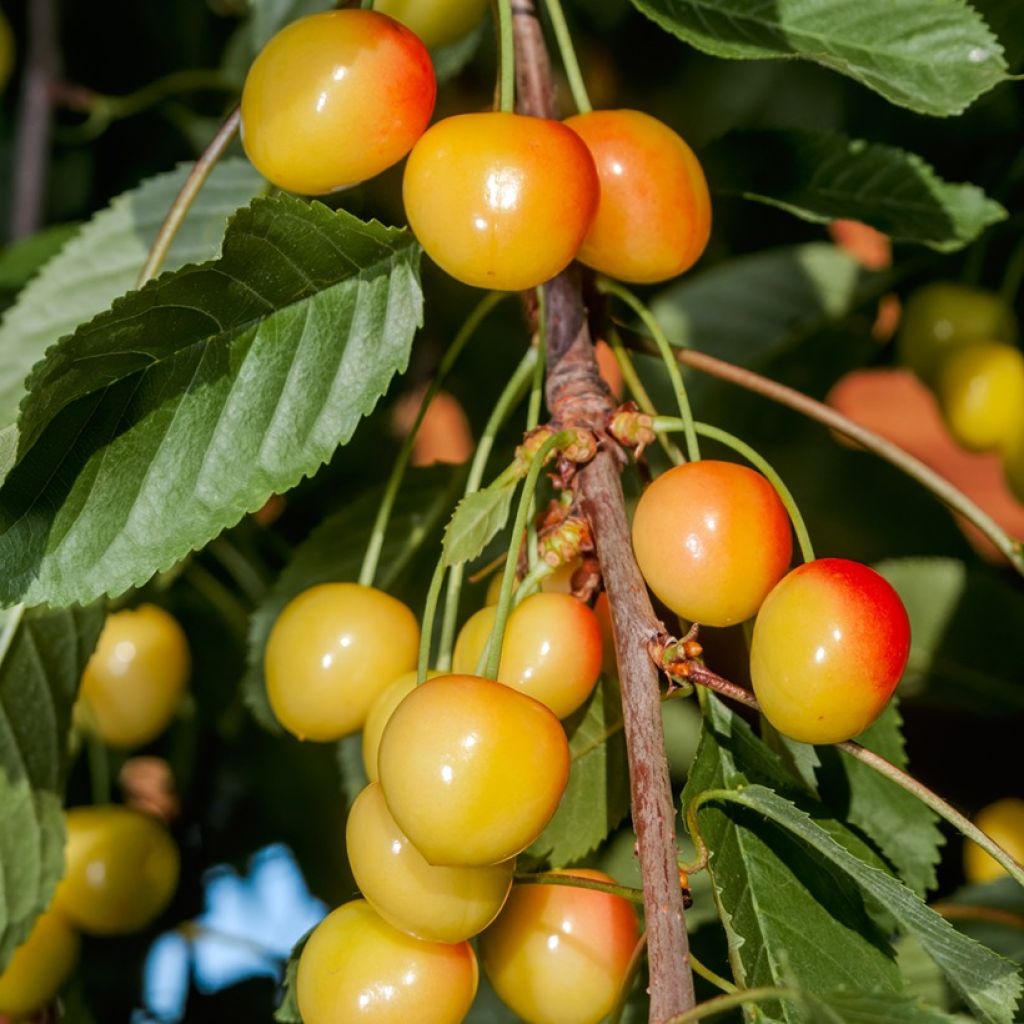 Cerisier Bladoróżowa - Prunus avium