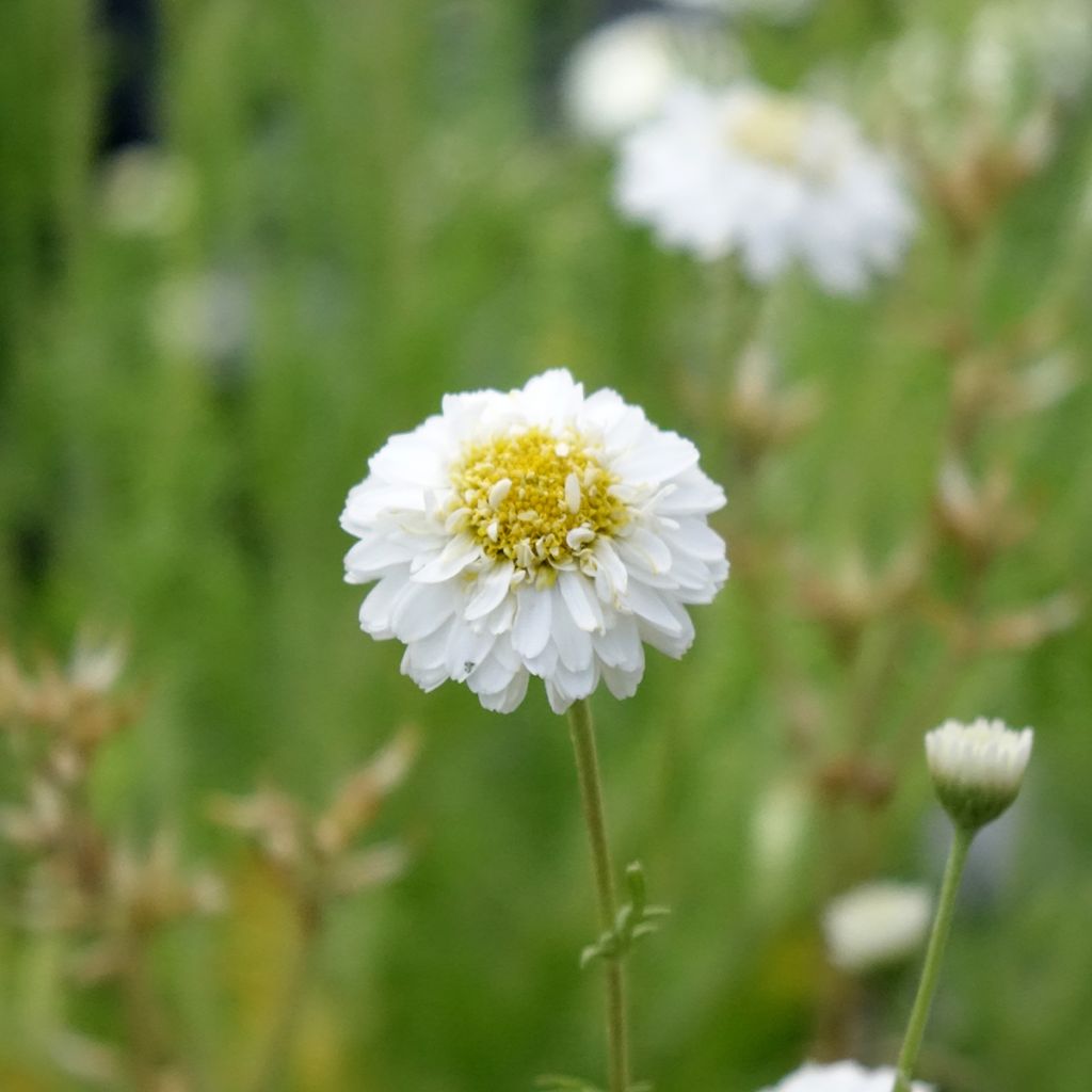 Chamaemelum nobile Flore Pleno