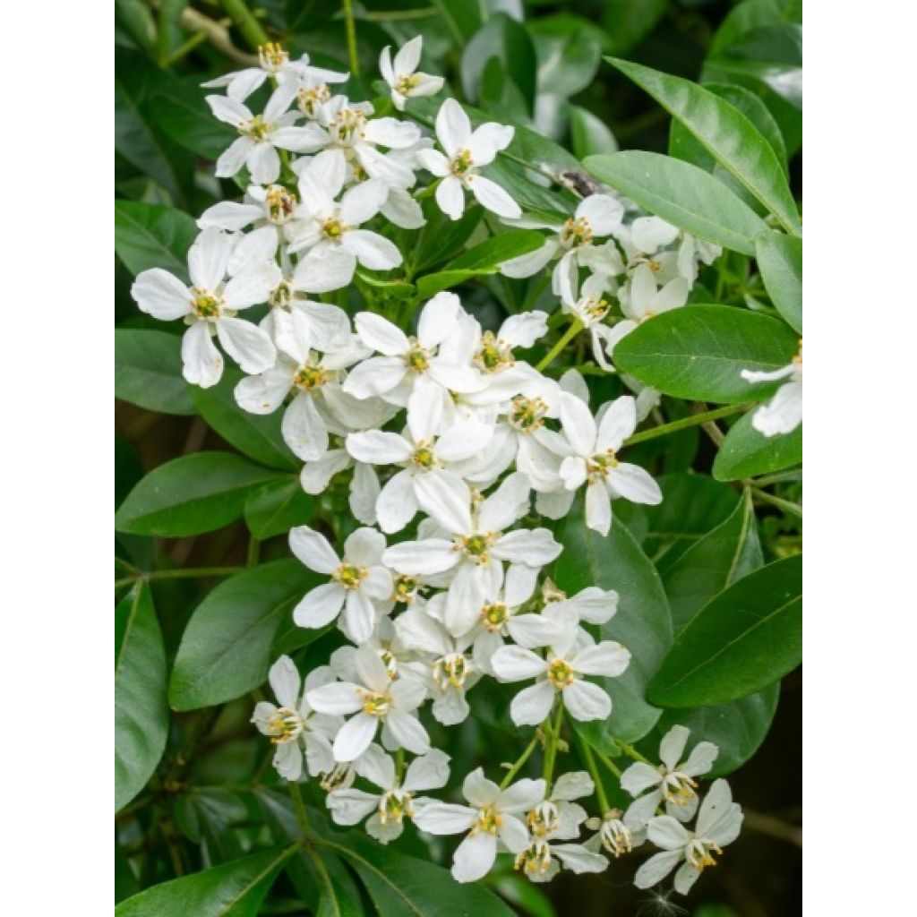 Choisya ternata - Oranger du Mexique