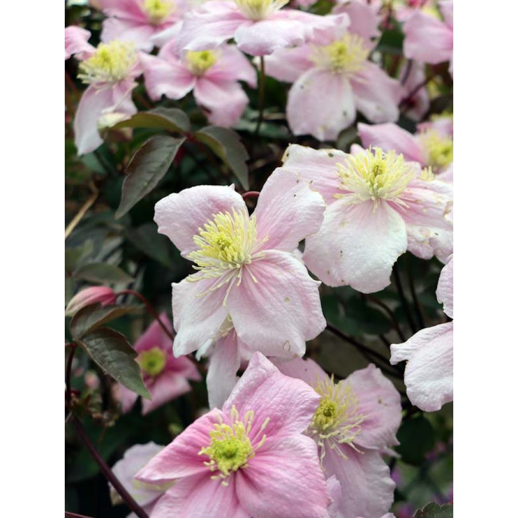 Clématite - Clematis montana Mayleen