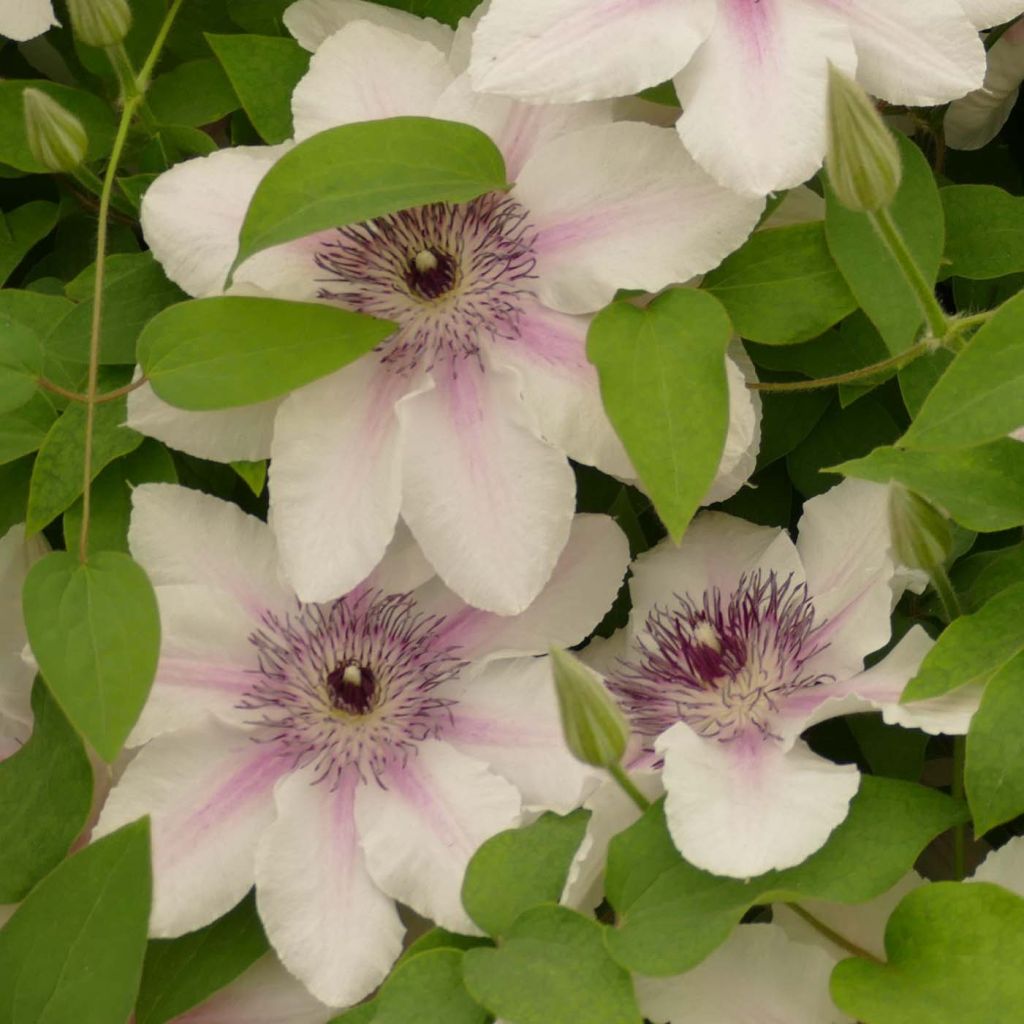 Clématite - Clematis Countess of Wessex