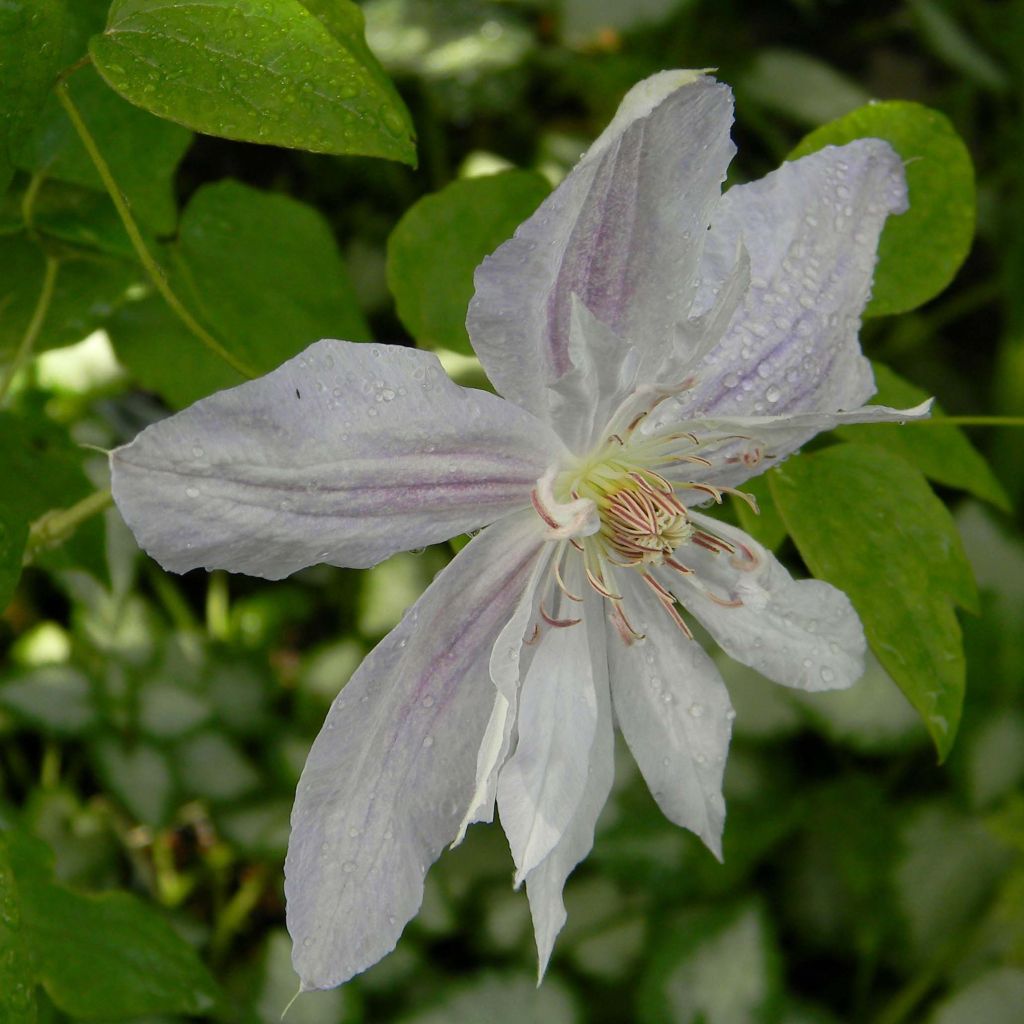 Clématite - Clematis jackmanii Alba