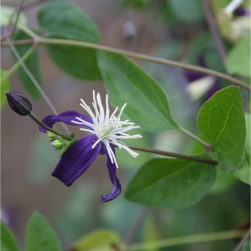 Clématite - Clematis flammula Aromatica