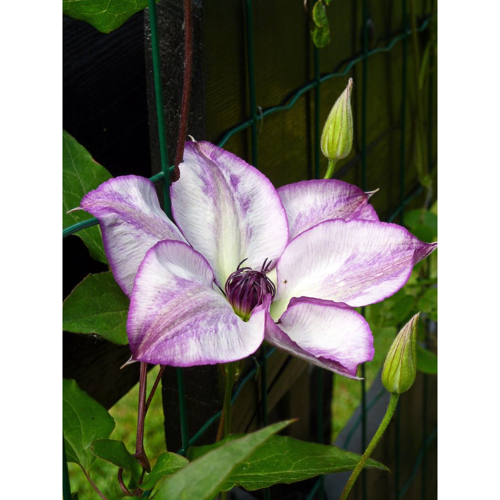 Clématite - Clematis Fond Memories