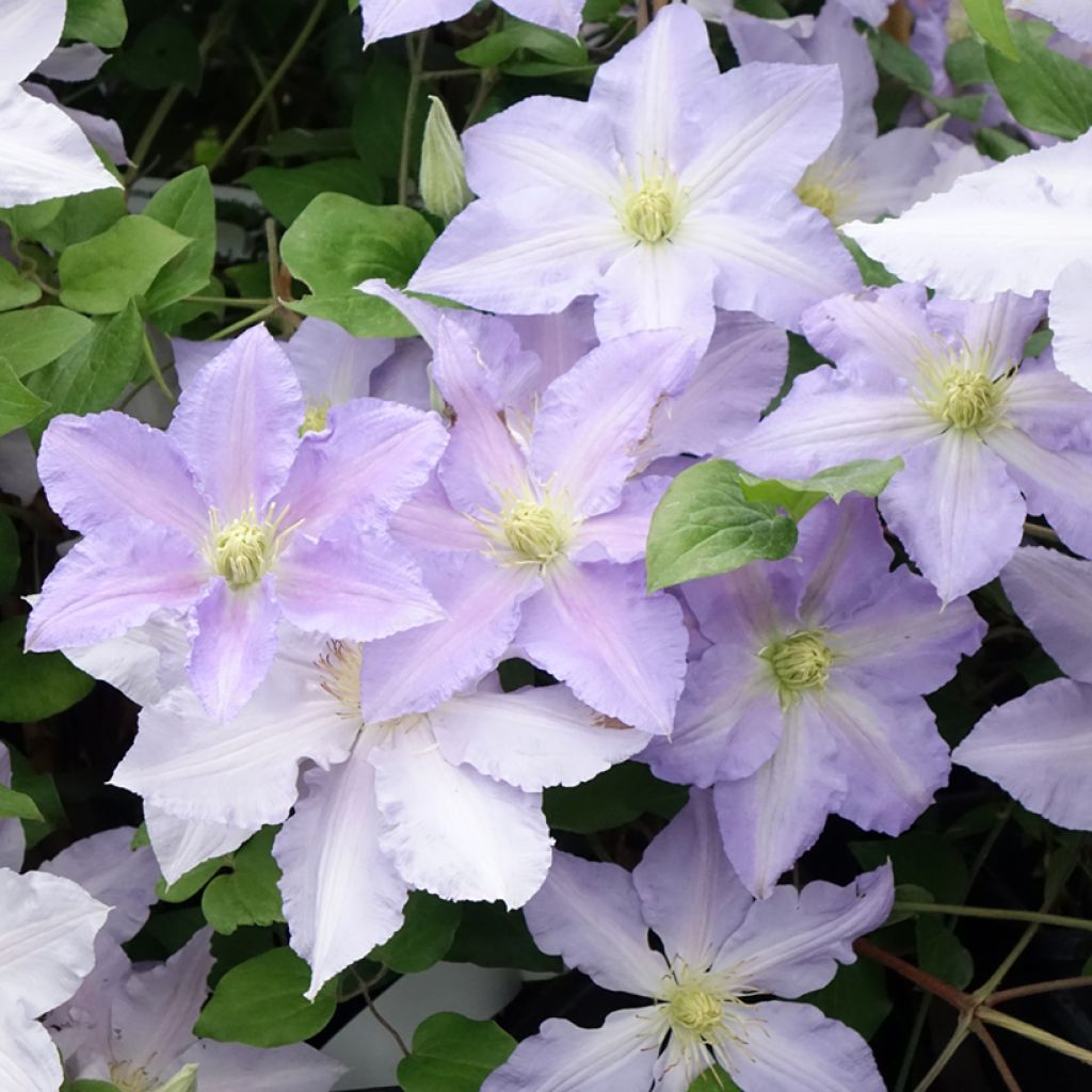 Clématite - Clematis patens Spotlight