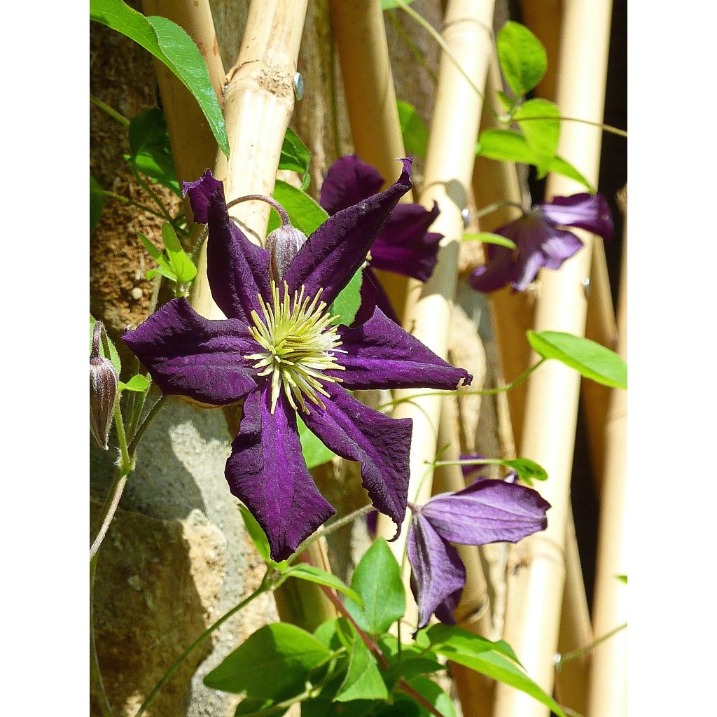 Clématite - Clematis Romantika
