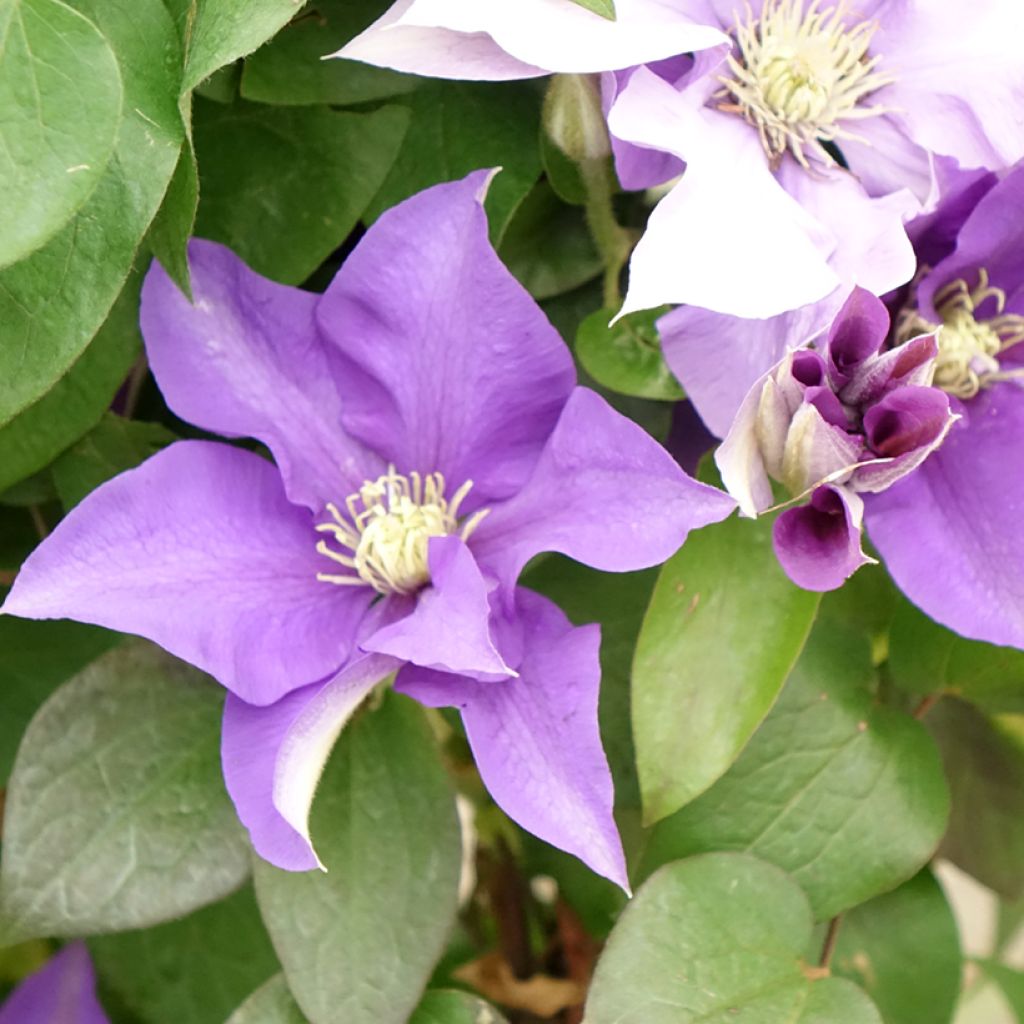 Clématite - Clematis Three Sisters trio bleu