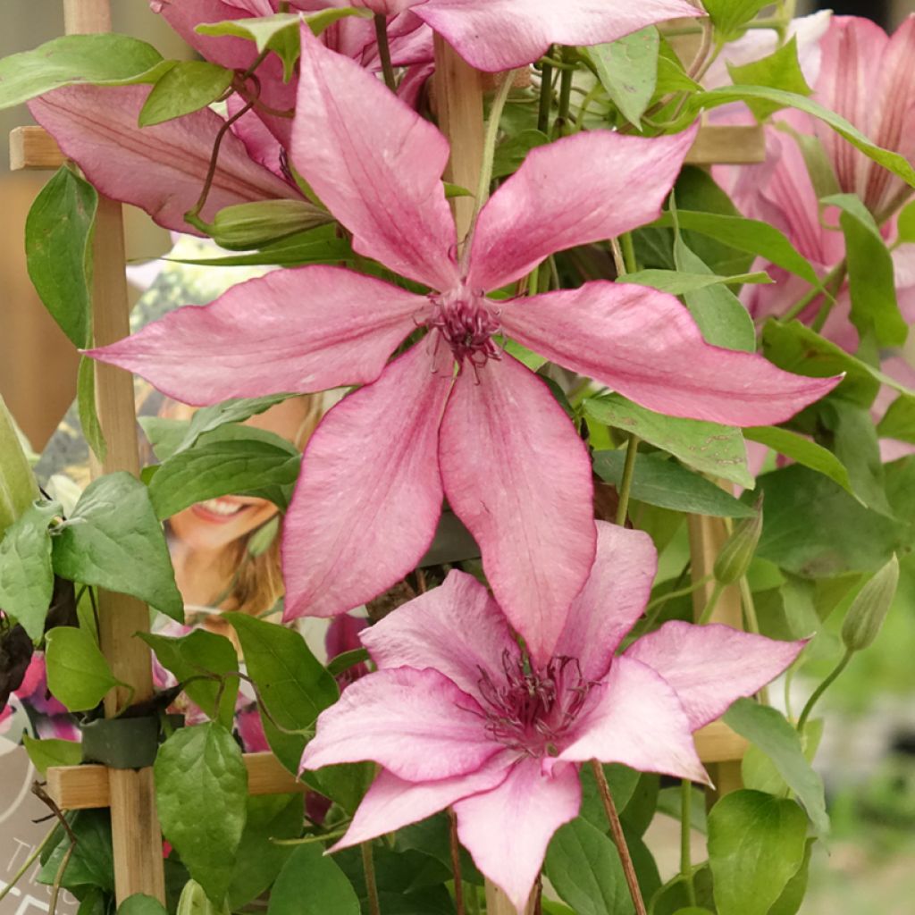 Clématite - Clematis Three Sisters trio rose