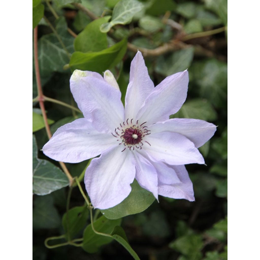 Clématite - Clematis Ivan Olsson
