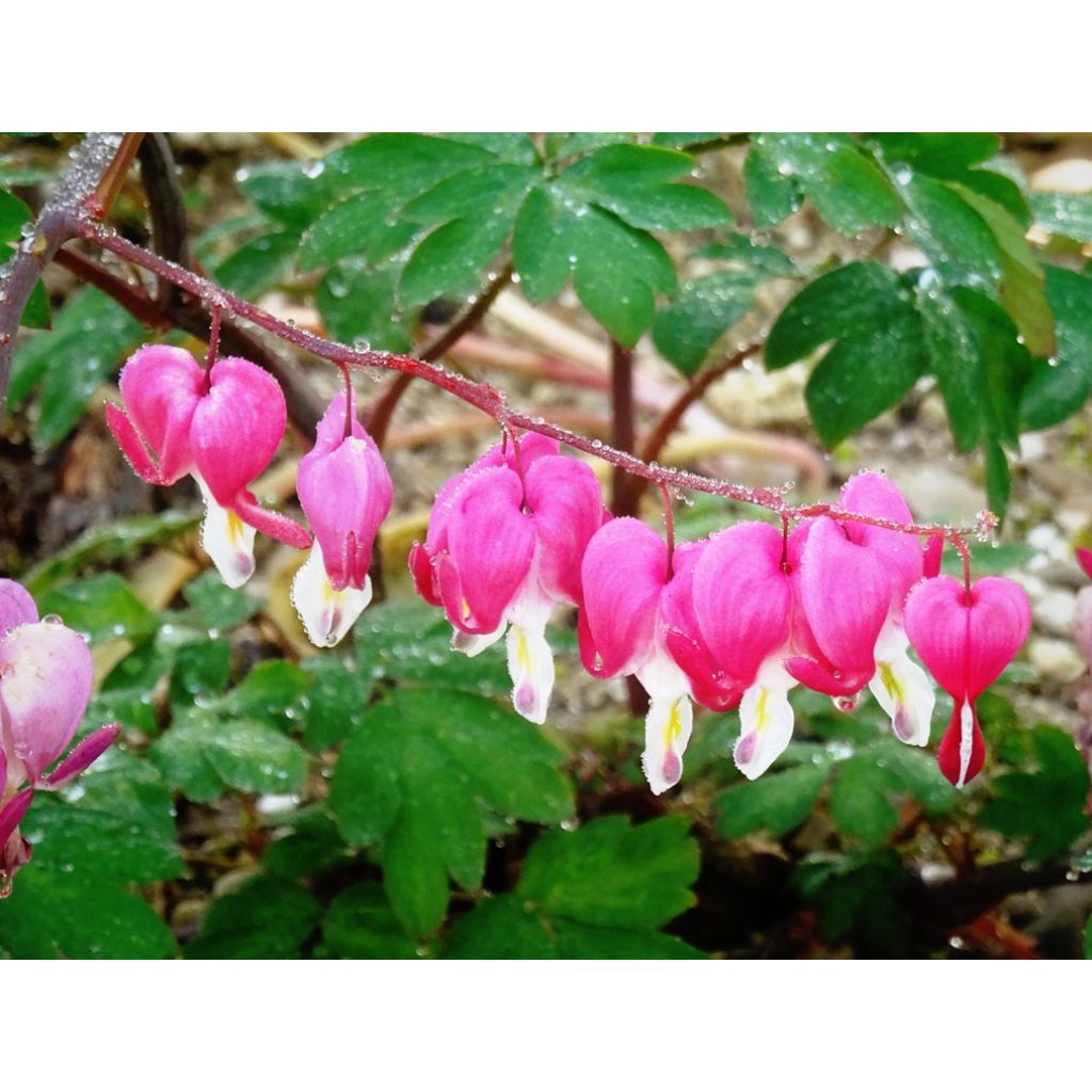 Coeur de Marie Rose - Dicentra spectabilis