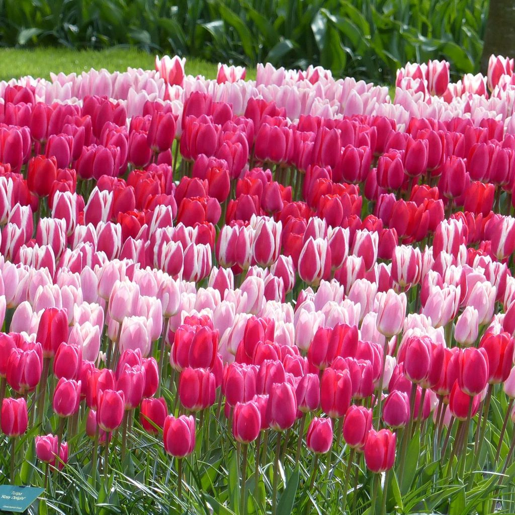 Collection Tulipes Darwin Delight